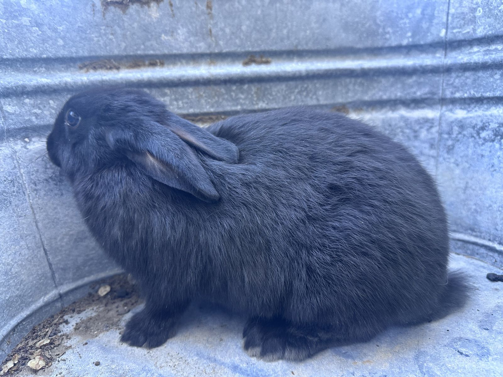 New Zealand/ Silver Fox cross Rabbits