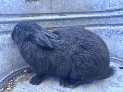 New Zealand/ Silver Fox cross Rabbits