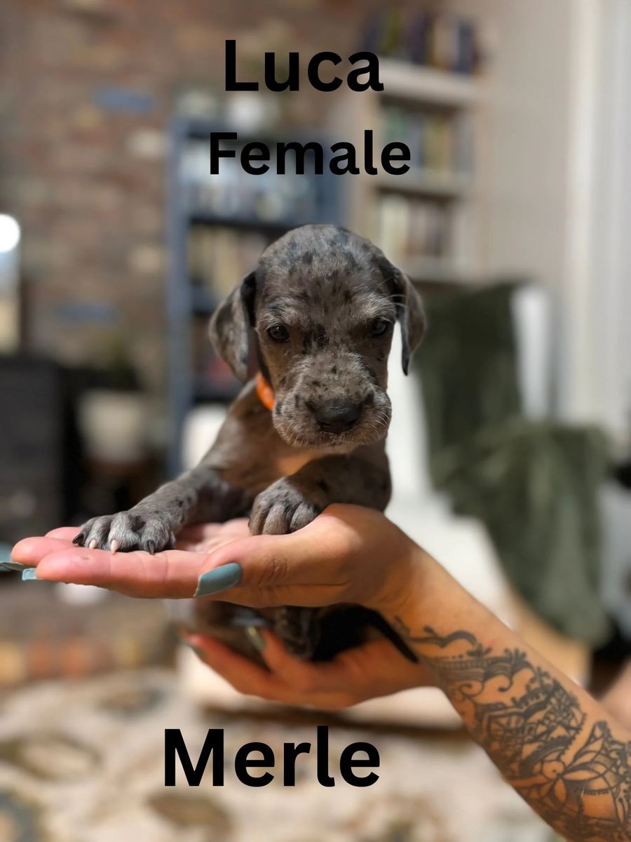 Great Dane Puppies - 5 Week Old 6 females, 9 males