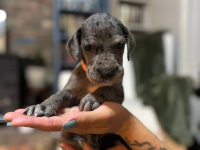 Great Dane Puppies - 5 Week Old 6 females, 9 males