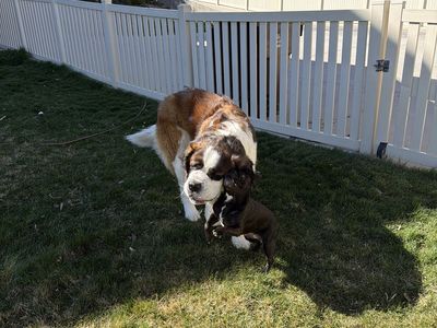 Saint Bernard Stud