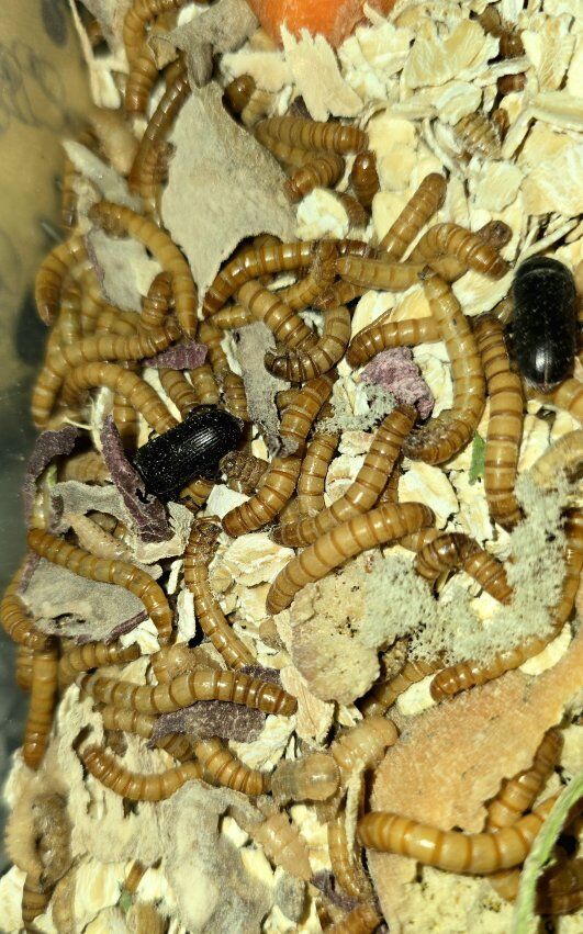 Mealworms Aplenty