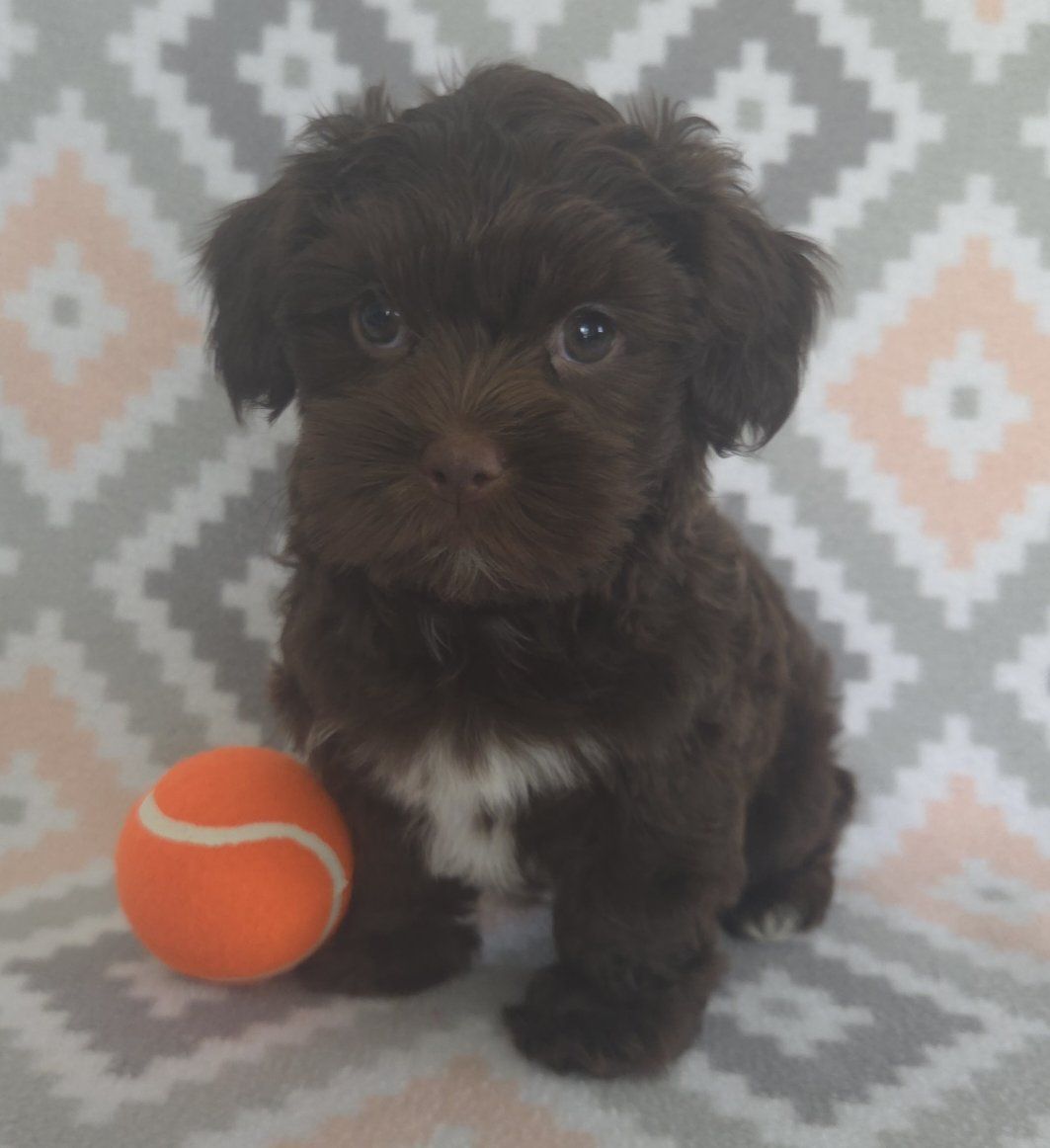 Cute & Fluffy Shorkie Puppies