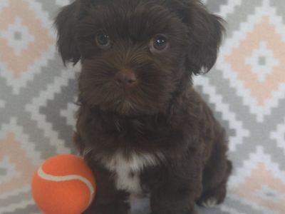 Cute & Fluffy Shorkie Puppies