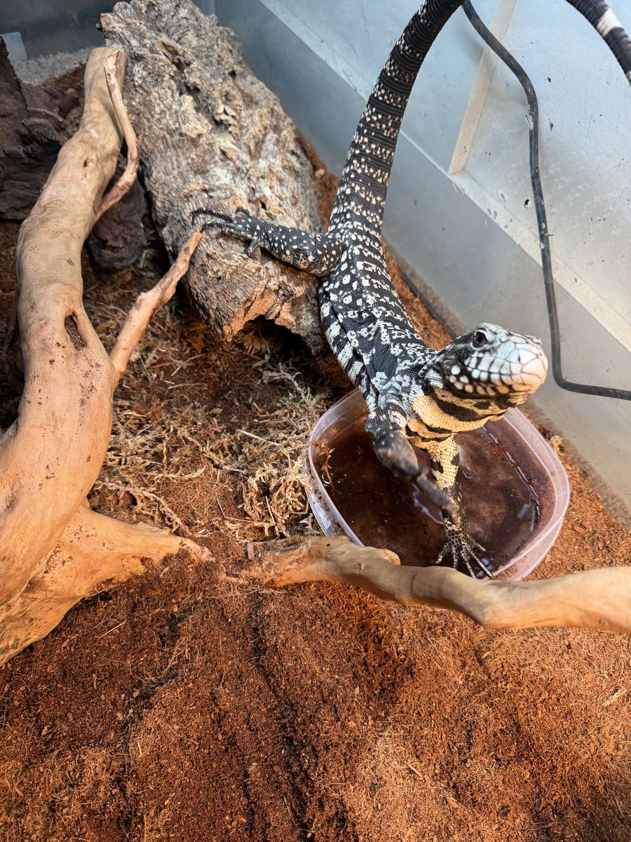 Black and White Argentine Tegu