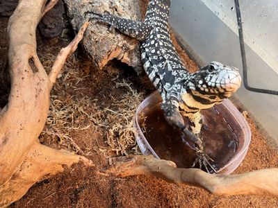 Black and White Argentine Tegu