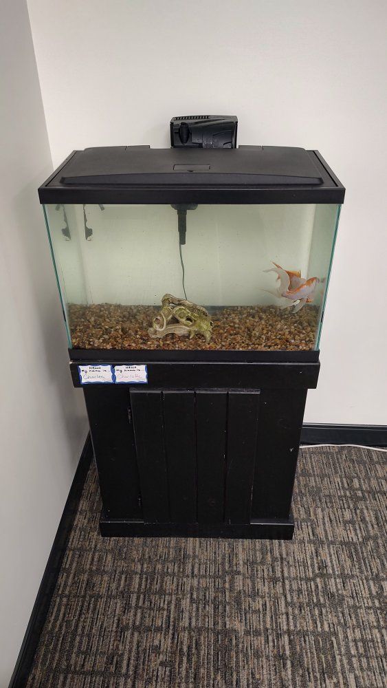 Two Goldfish Glass (tank included)