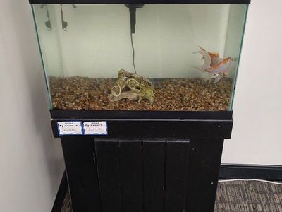 Two Goldfish Glass (tank included)