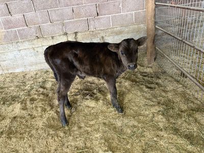 Black beef calf
