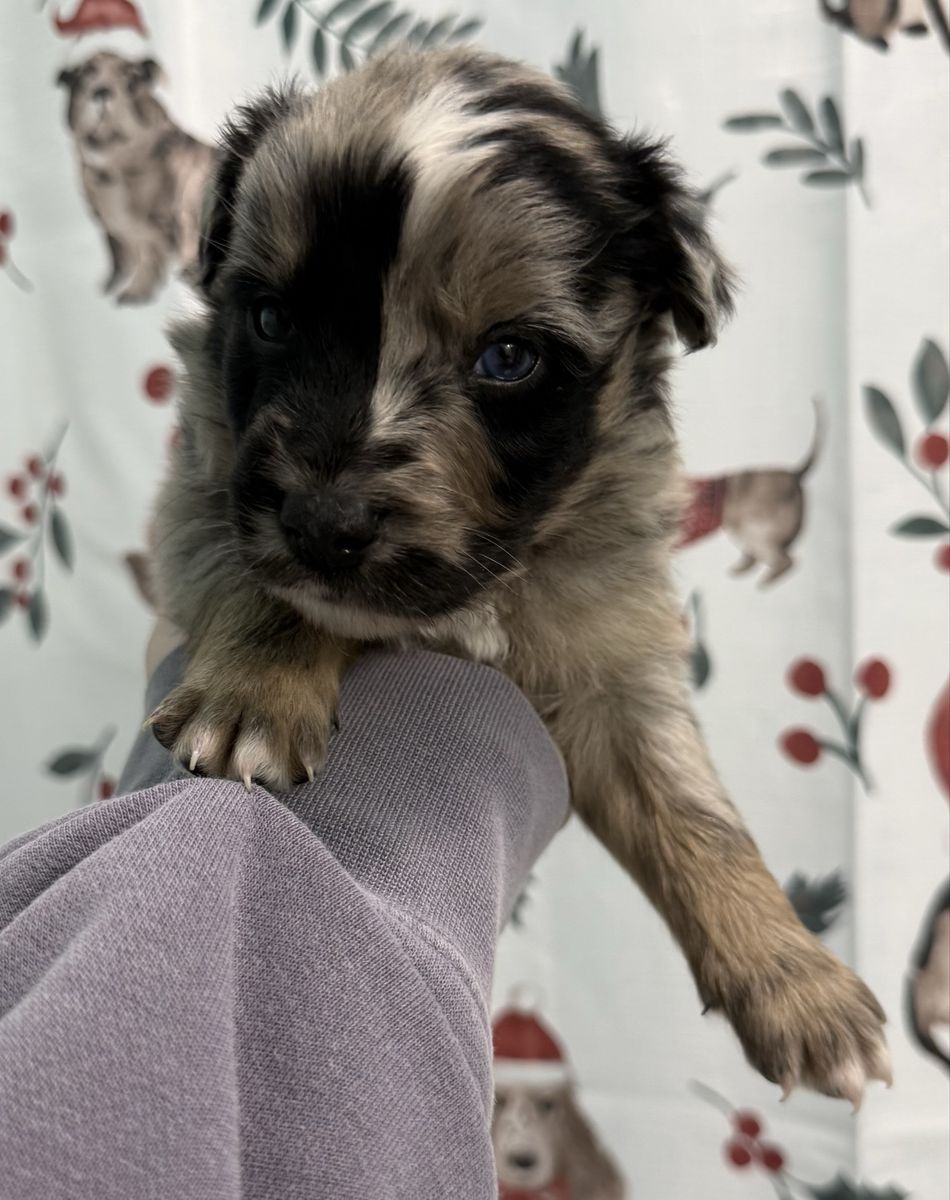 Full Australian Shepard’s