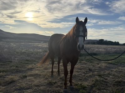 Joker 13 Year Old heel Horse