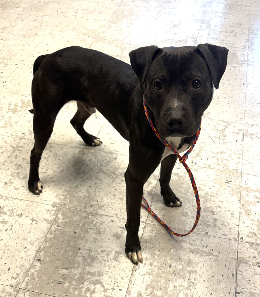 A162877 Pochi is Available for Adoption!