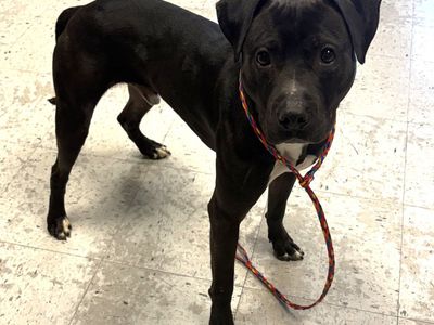 A162877 Pochi is Available for Adoption!