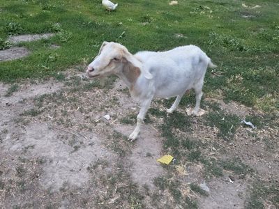 3 nubian milking goats for sale