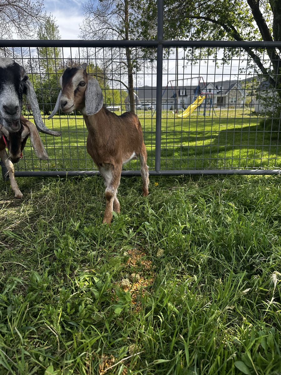 Purebred Nubian Bucklings