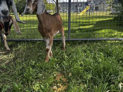 Purebred Nubian Bucklings