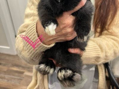 Holland lop