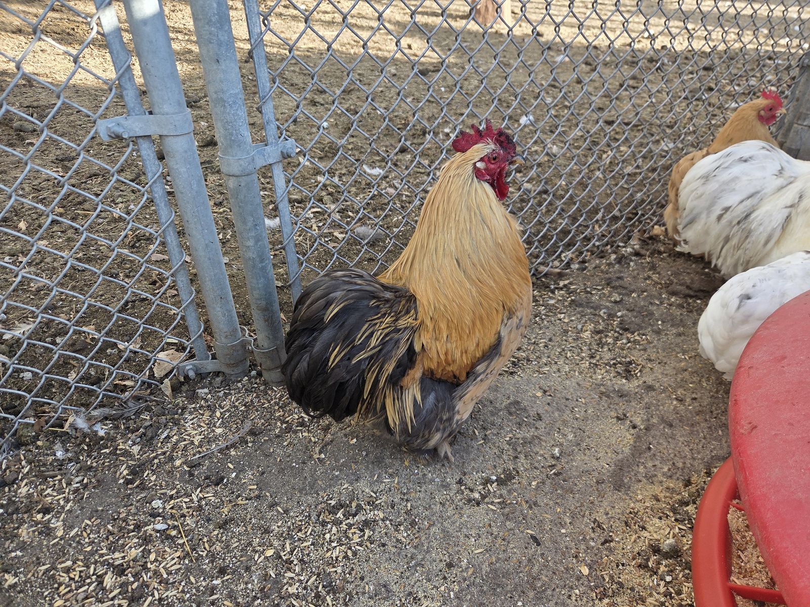 Bantam Cochin Chicks