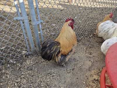 Bantam Cochin Chicks