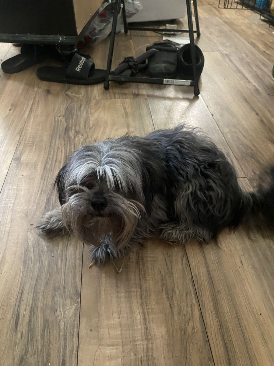 Adorable Male Shih Tzu Puppy for Rehoming - Non-Hypoallergenic, Owner Offered
