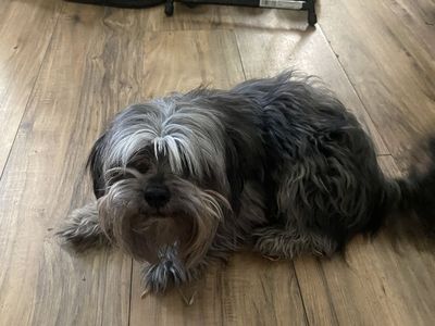 Adorable Male Shih Tzu Puppy for Rehoming - Non-Hypoallergenic, Owner Offered