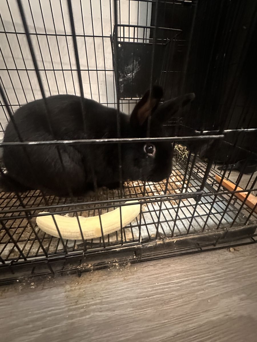 Bunny for sale FREE with cage and food
