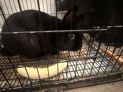 Bunny for sale FREE with cage and food