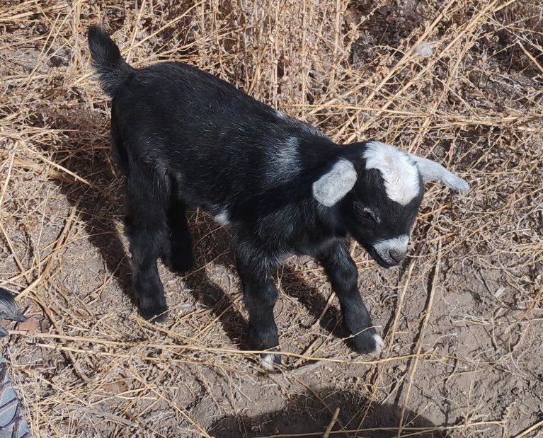 Baby male goats