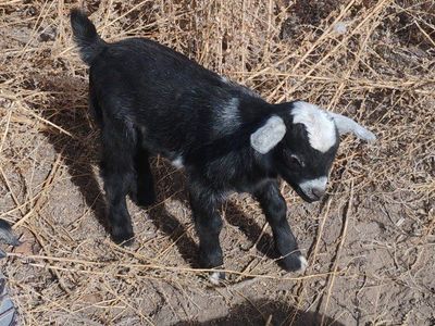Baby male goats