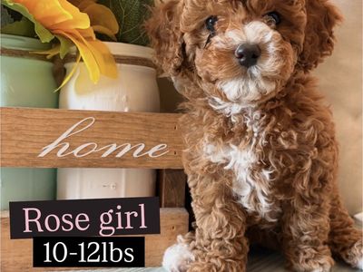Rose – Beautiful Cavapoo Female Ready for Her Forever Home!