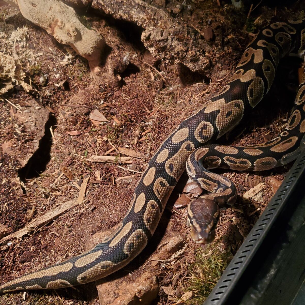 Ball python with equipment