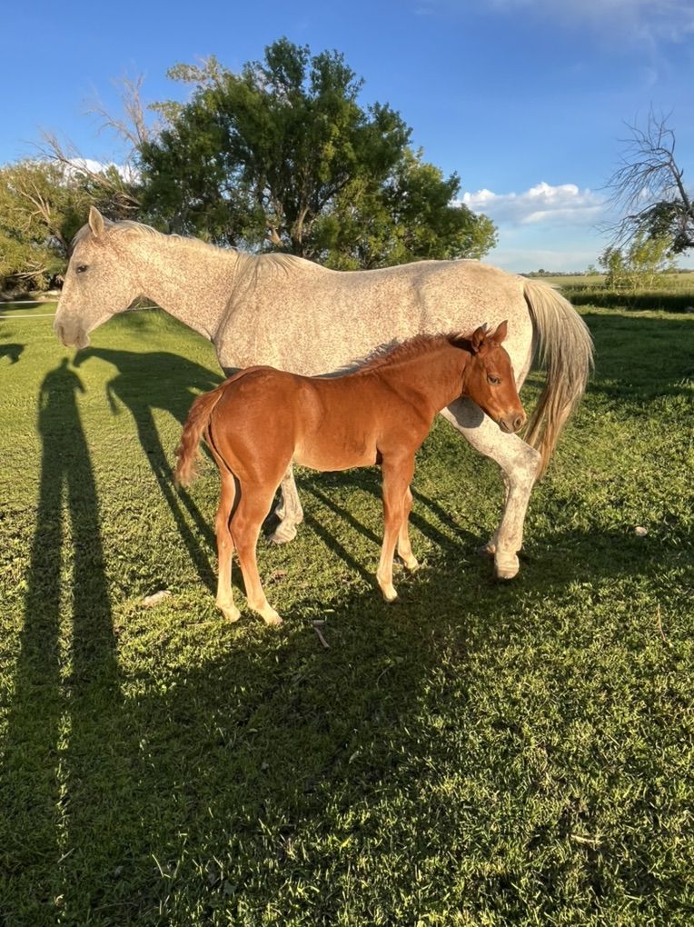 Aqha 2026 Sorrel Filly Playgun GrandDaughter