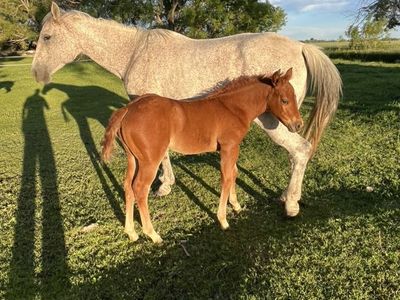 Aqha 2026 Sorrel Filly Playgun GrandDaughter