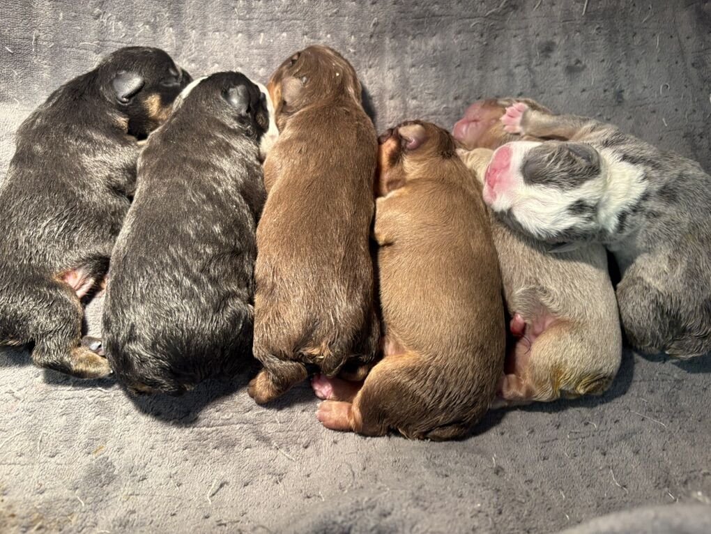 English Bulldog Puppies