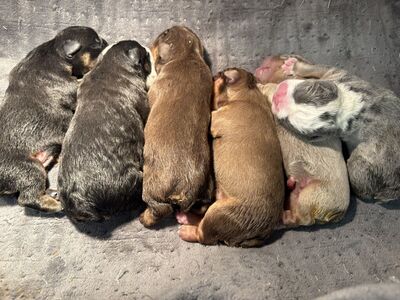 English Bulldog Puppies