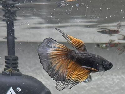 PENDING FREE Betta Fish