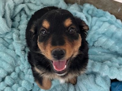 Hello my name is Orca