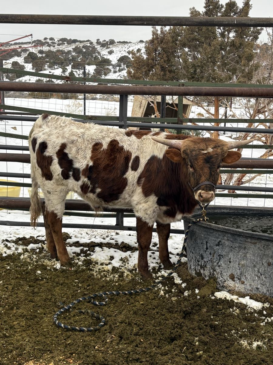 Longhorn Bull