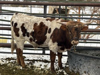 Longhorn Bull