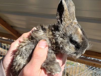 Astrex (curly hair) Bunnies