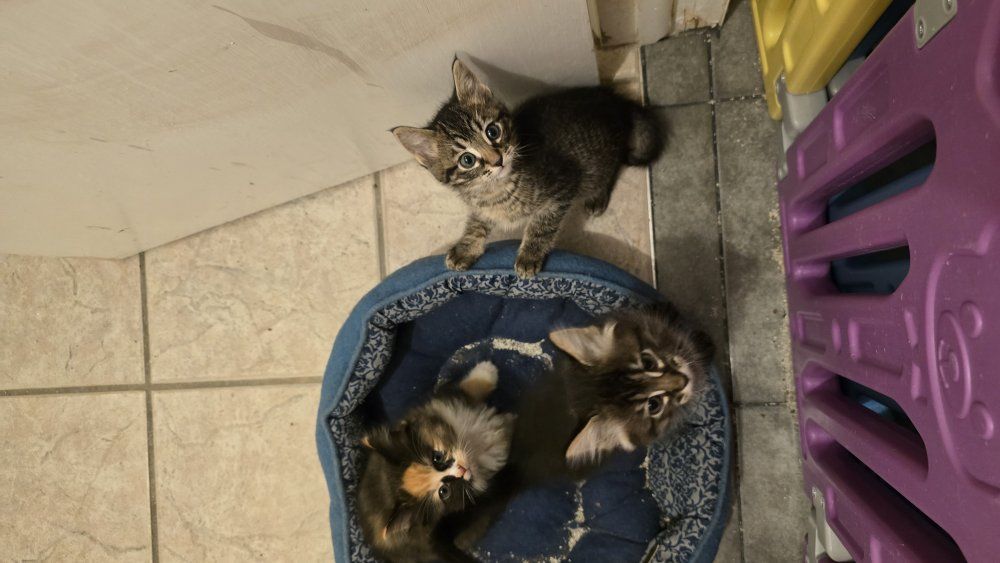 Kittens 2 Tabbys 1 Calico (one tabby left)