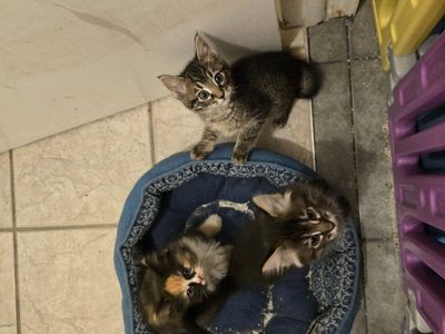 Kittens 2 Tabbys 1 Calico (one tabby left)