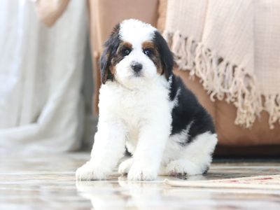 Bernedoodles