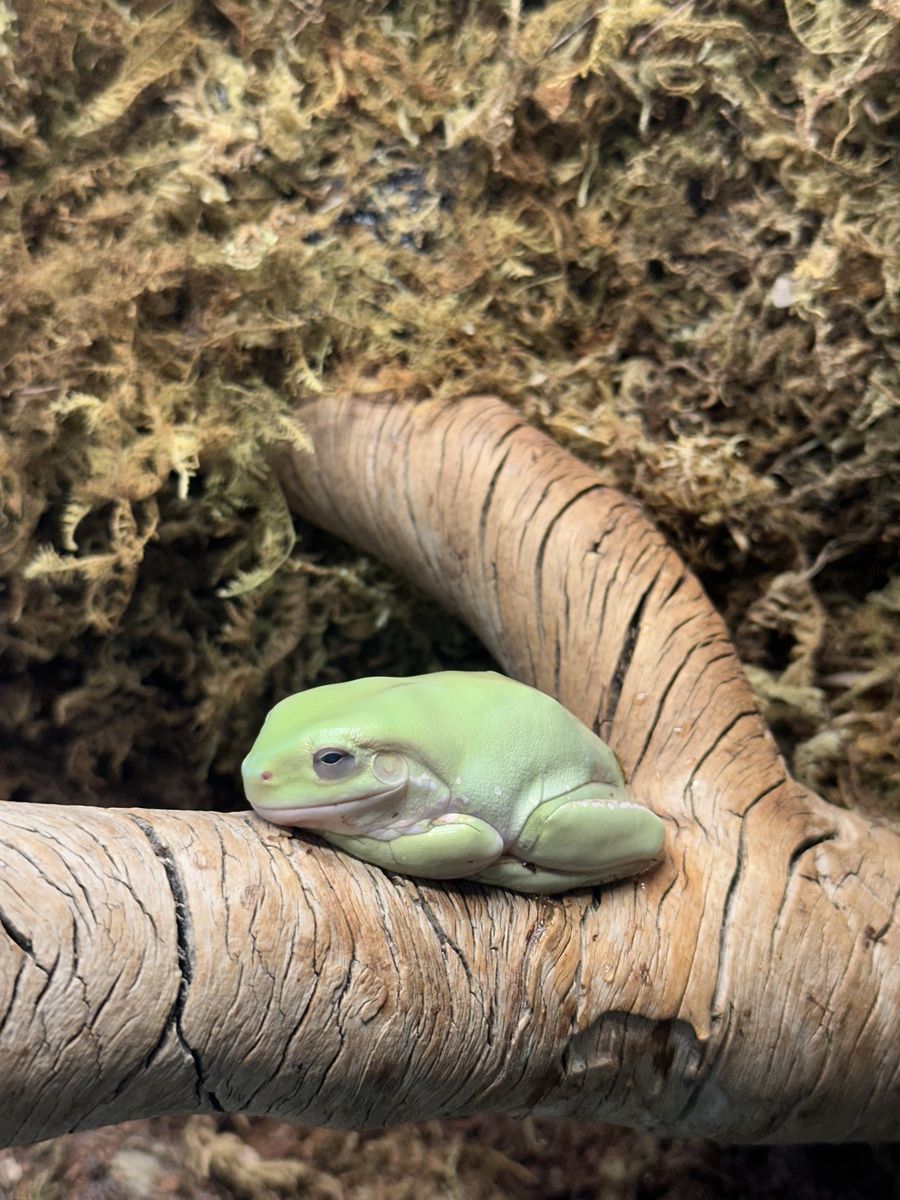 Juvenile Whites Tree Frog