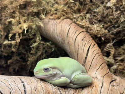 Juvenile Whites Tree Frog