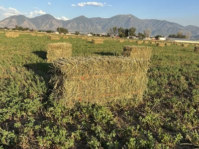 2nd crop alfalfa hay