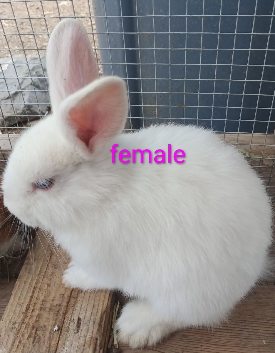 Sweet Holland Lop/Lionhead Mix Bunnies Looking for New Homes