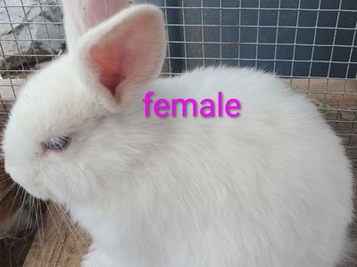 Sweet Holland Lop/Lionhead Mix Bunnies Looking for New Homes