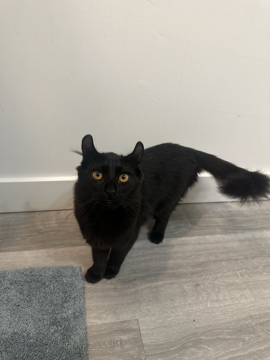 American Curl Maine Coon cat/kitten