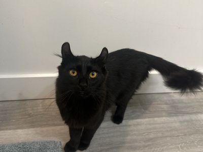 American Curl Maine Coon cat/kitten